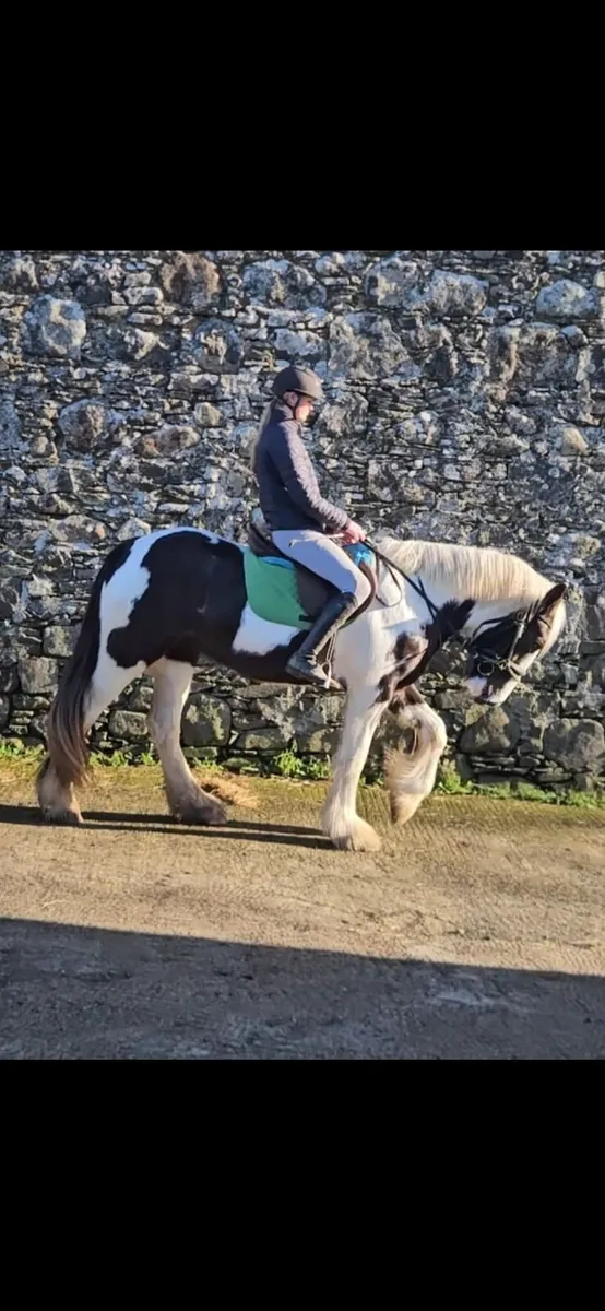 Traditional Irish Cobs. - Image 3