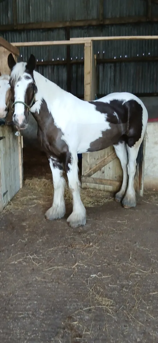 Traditional Irish Cobs. - Image 2