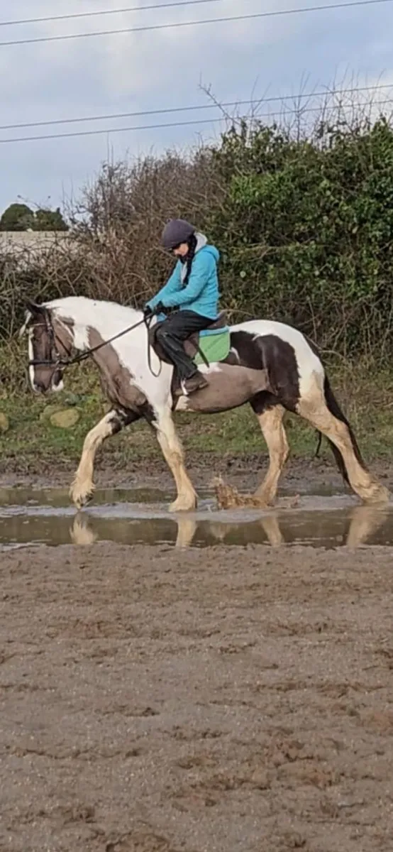 Traditional Irish Cobs. - Image 4
