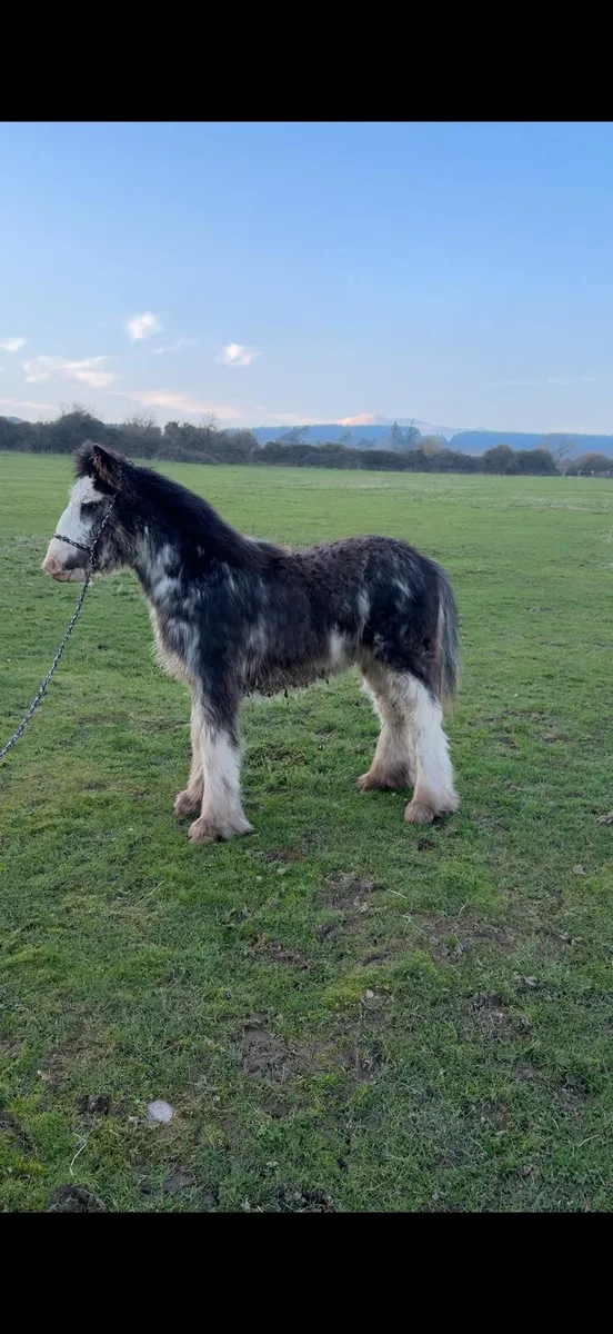 Splash colt - Image 4