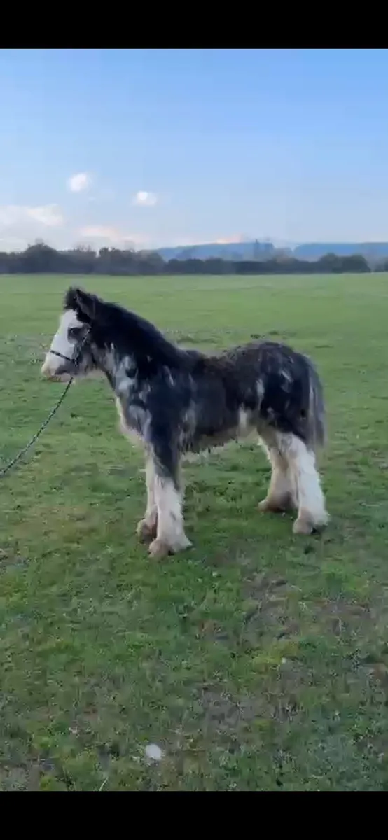 Splash colt - Image 2