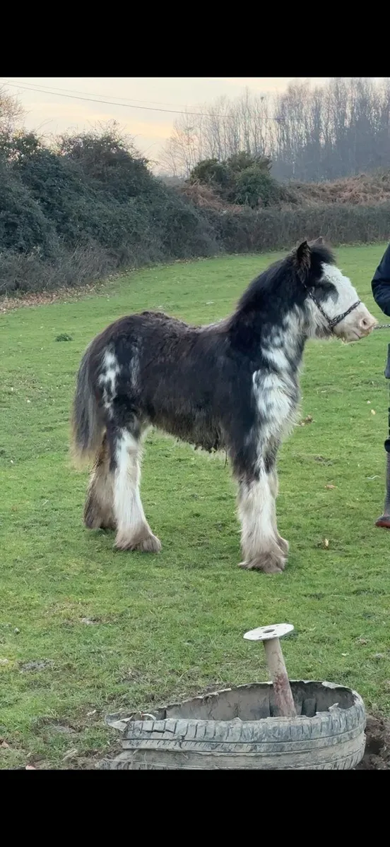 Splash colt - Image 3