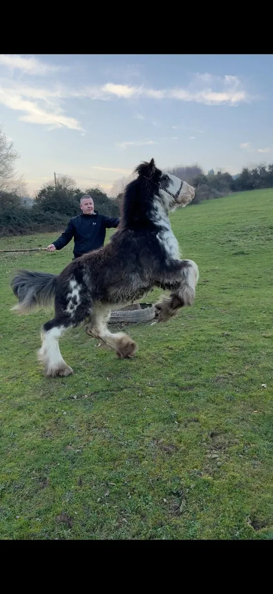 Splash colt - Image 1