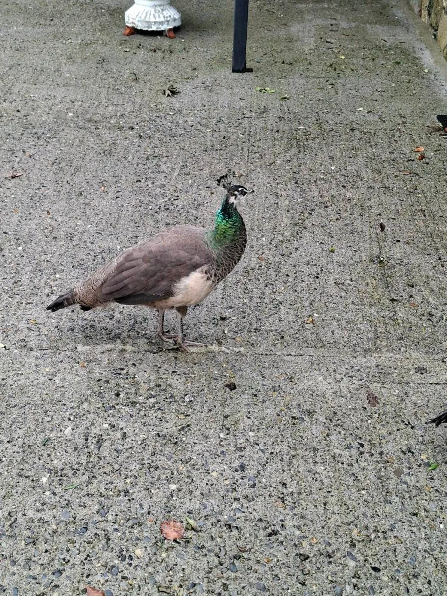 Peafowl - Image 2