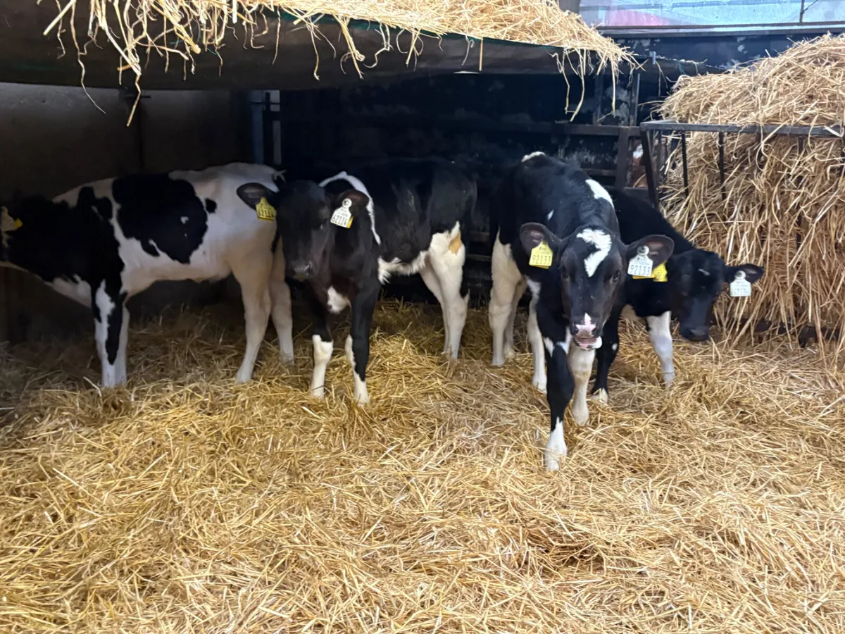 12 Super breed Friesian heifer calves - Image 1