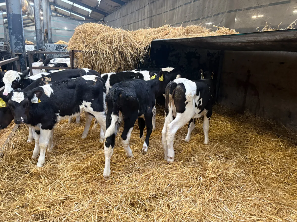 12 Super breed Friesian heifer calves - Image 4