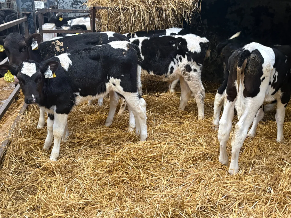 12 Super breed Friesian heifer calves - Image 3