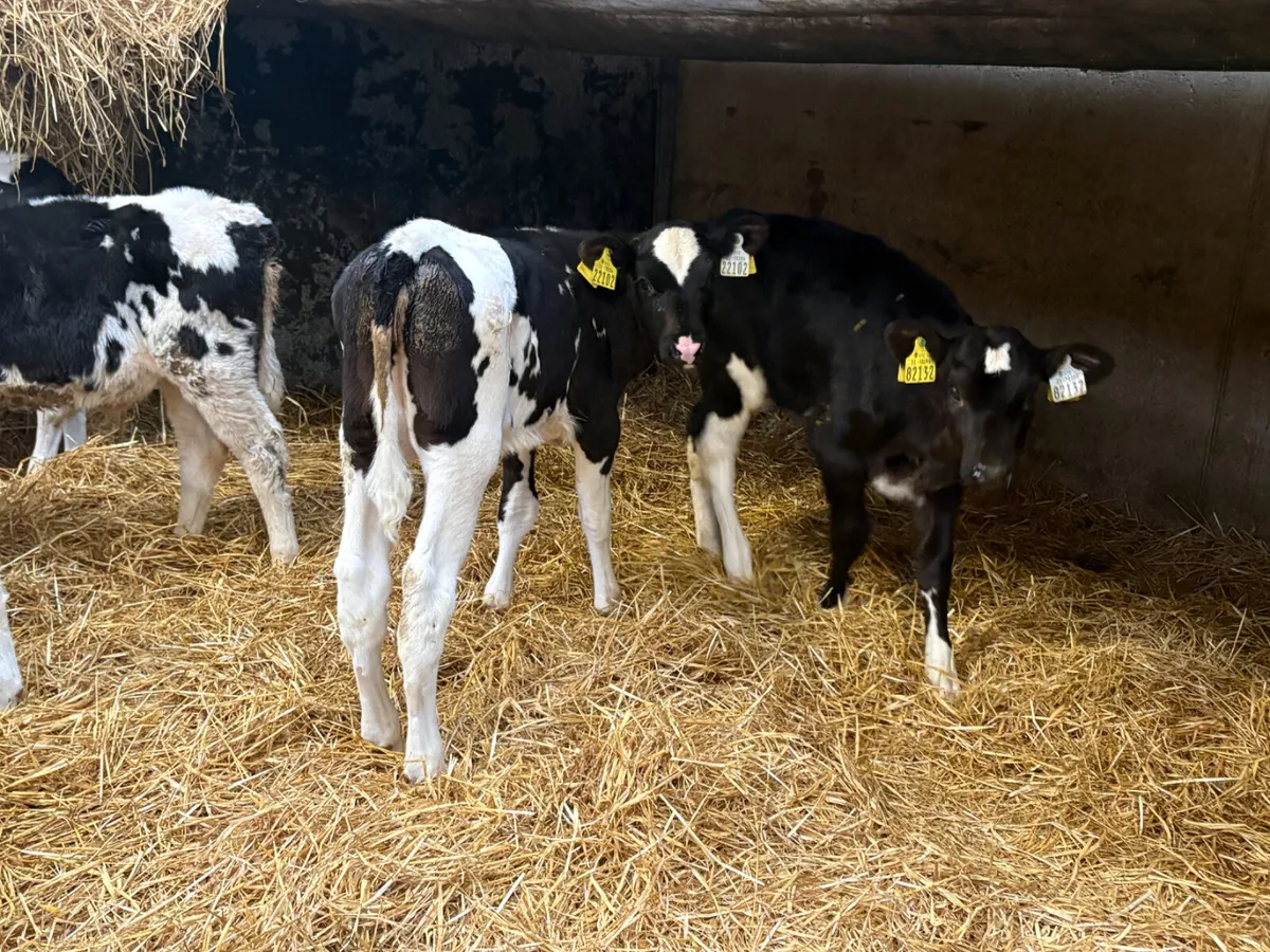 12 Super breed Friesian heifer calves - Image 2