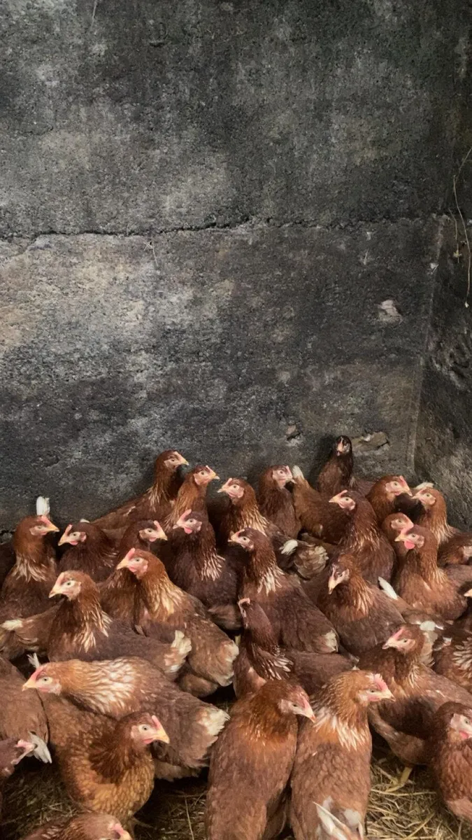 Fantastic hens for sale - Image 1