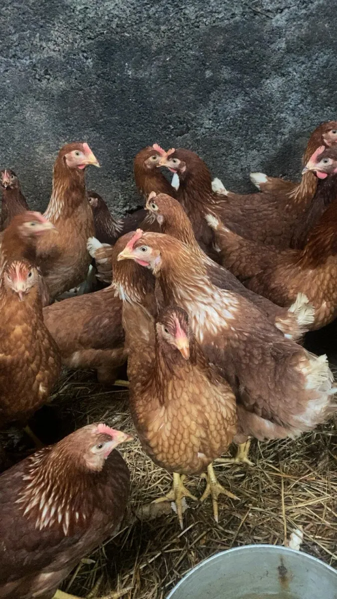 Fantastic hens for sale - Image 2