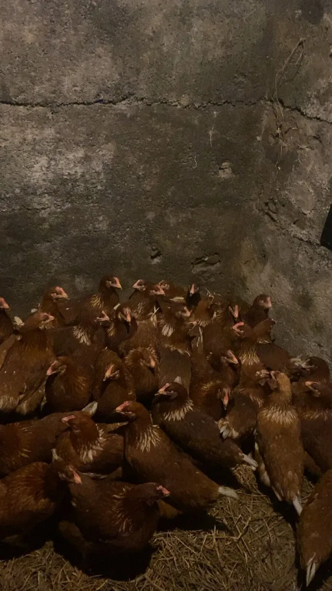 Fantastic hens for sale - Image 3