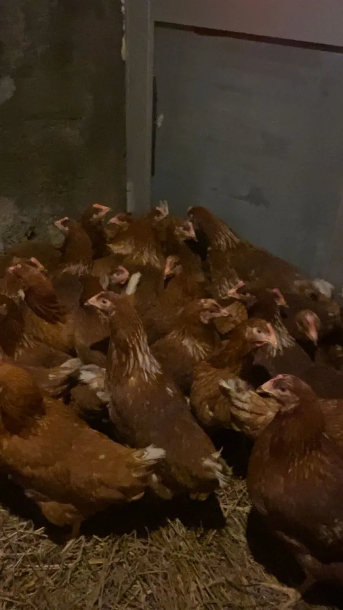 Fantastic hens for sale - Image 4