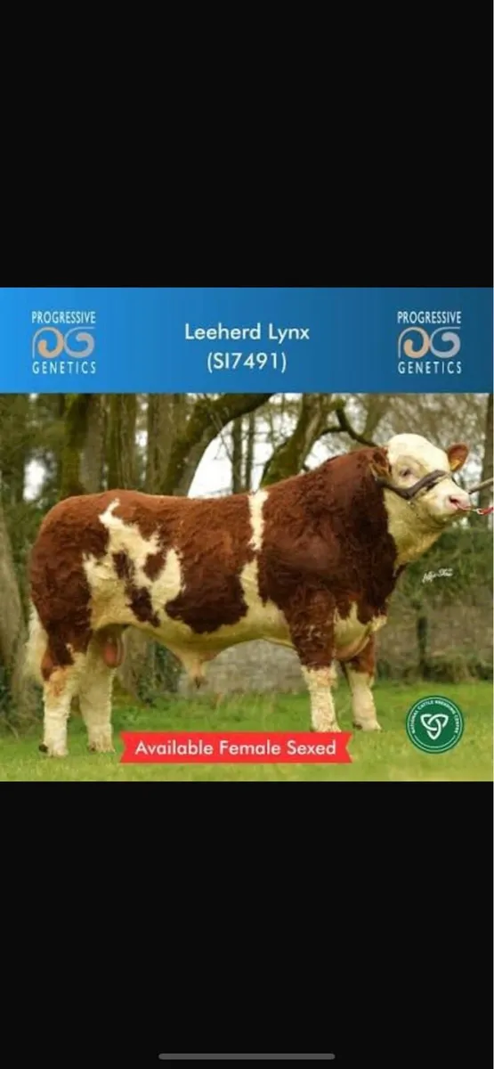 5🌟 Simmental Heifer Calf - Image 4