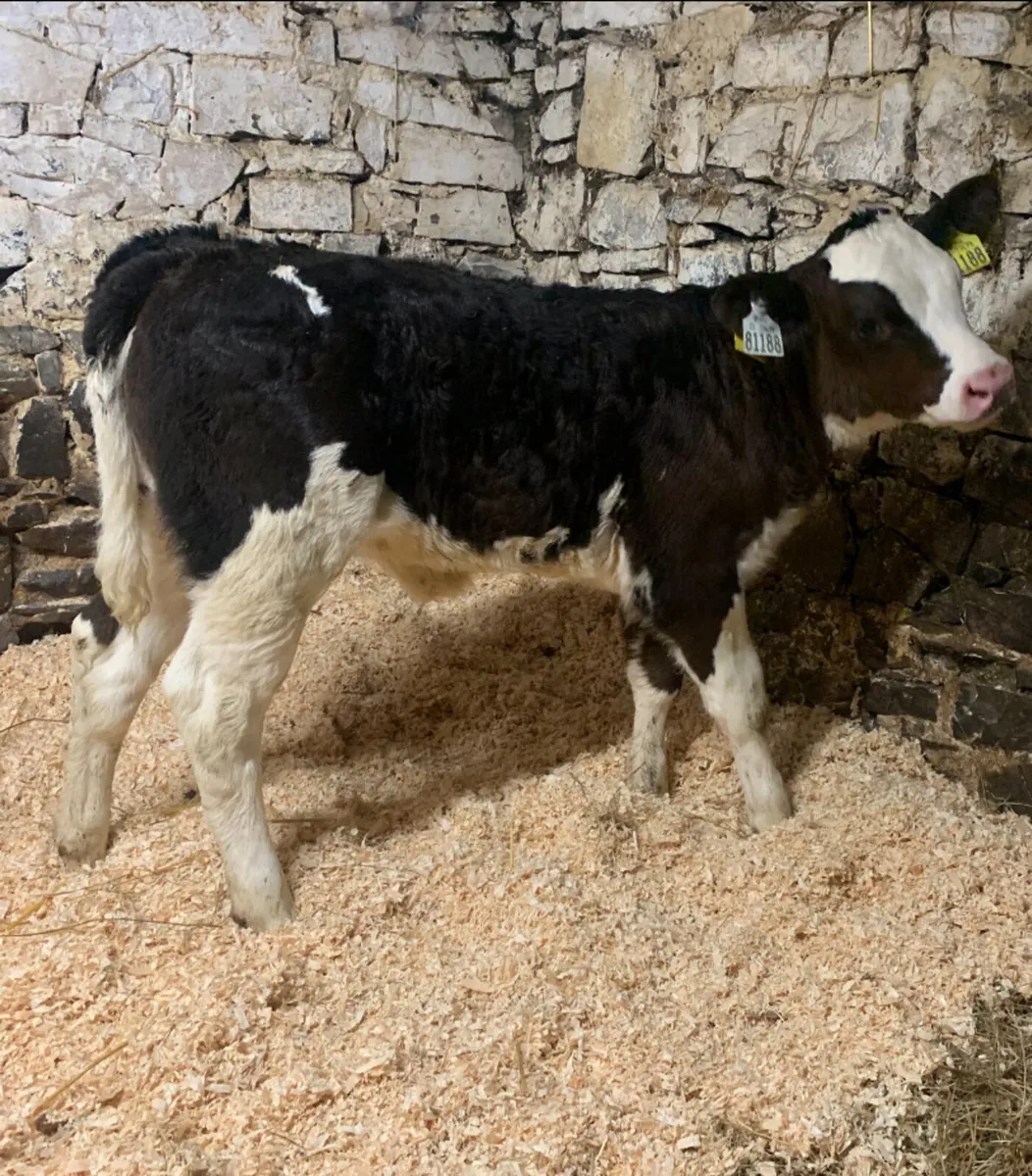 5🌟 Simmental Heifer Calf - Image 1