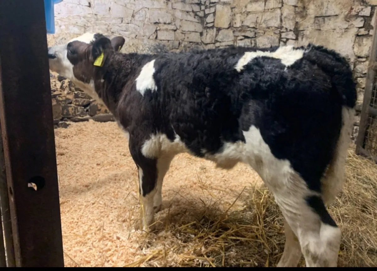 5🌟 Simmental Heifer Calf - Image 2