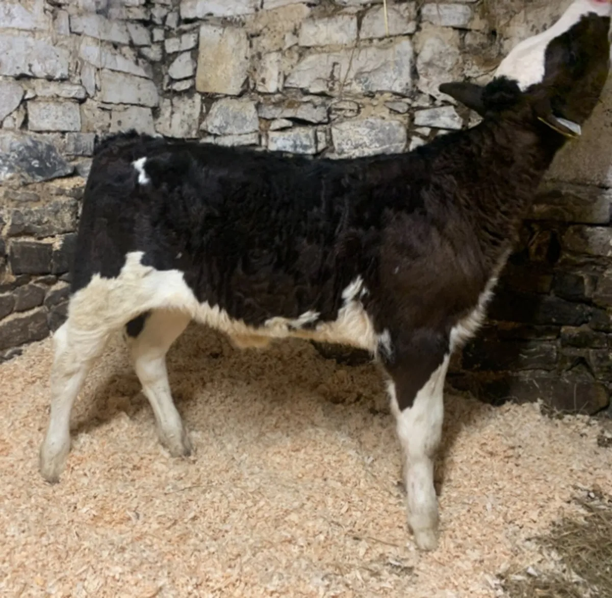 5🌟 Simmental Heifer Calf - Image 3