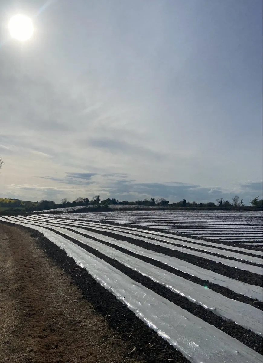 Land Available for Maize - Image 1