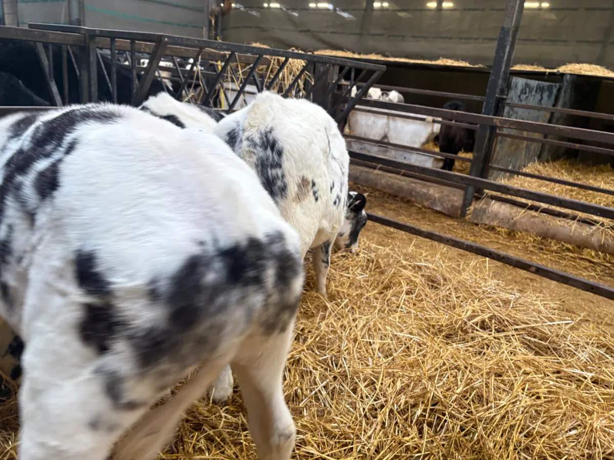 12 Reared Belgian Blue heifers - Image 3