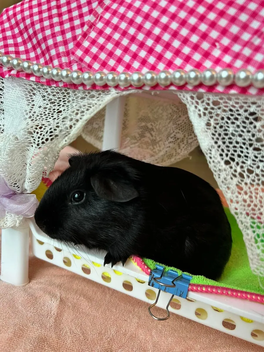 Adorable & Social Baby Guinea Pig for Sale! 🐾 - Image 1