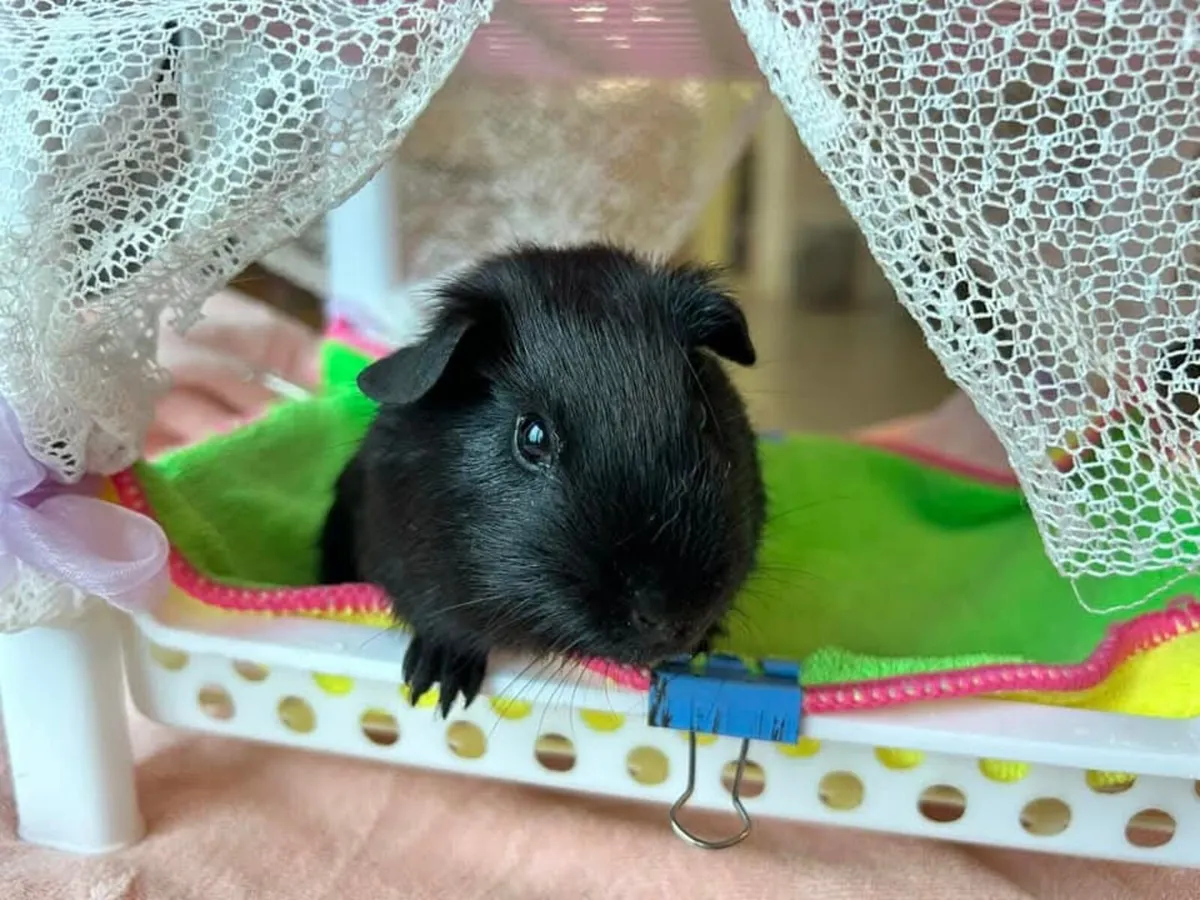 Adorable & Social Baby Guinea Pig for Sale! 🐾 - Image 3