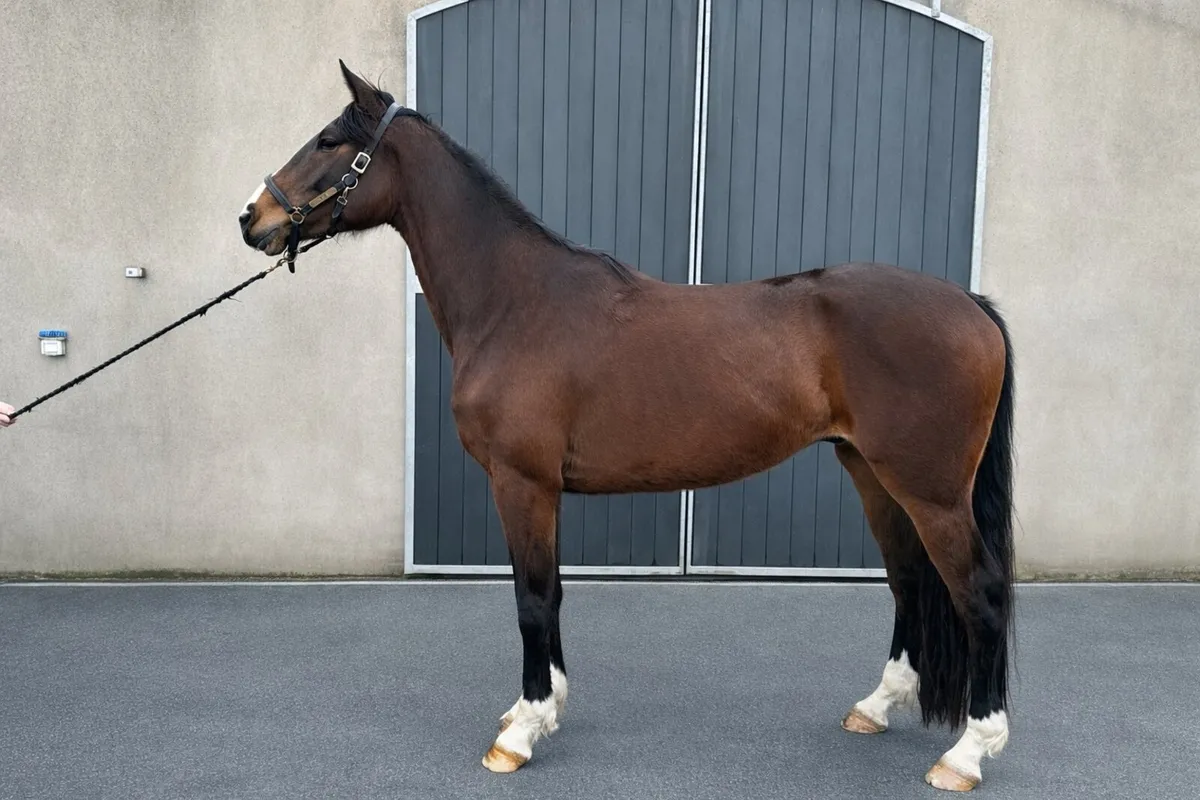 Top bred 4yro gelding price drop need sold - Image 1