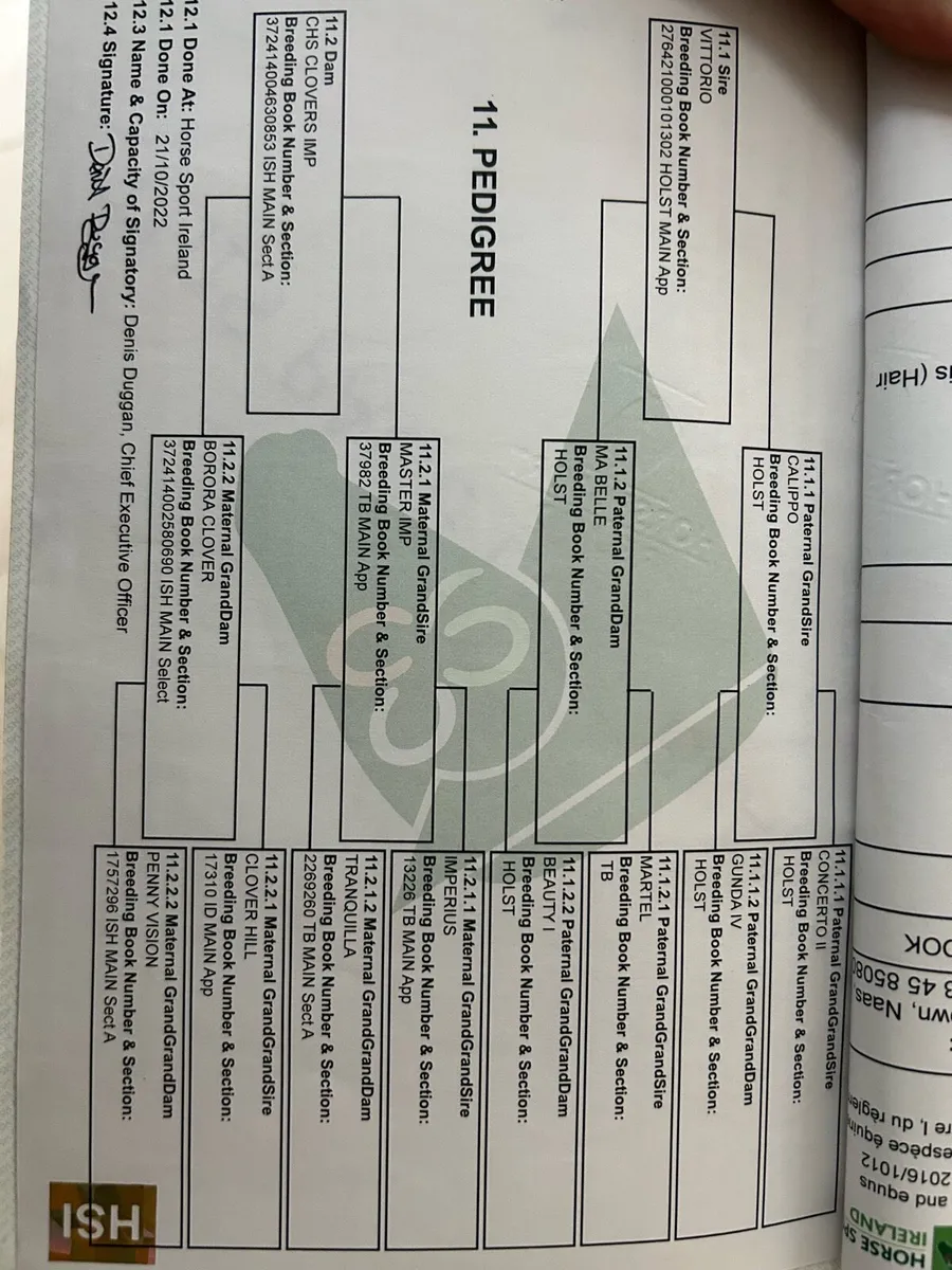 Top bred 4yro gelding price drop need sold - Image 2