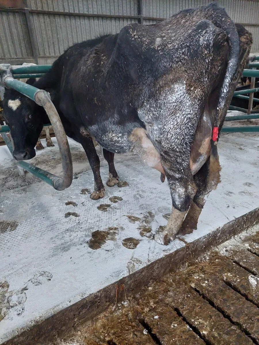 Cow for rearing calves