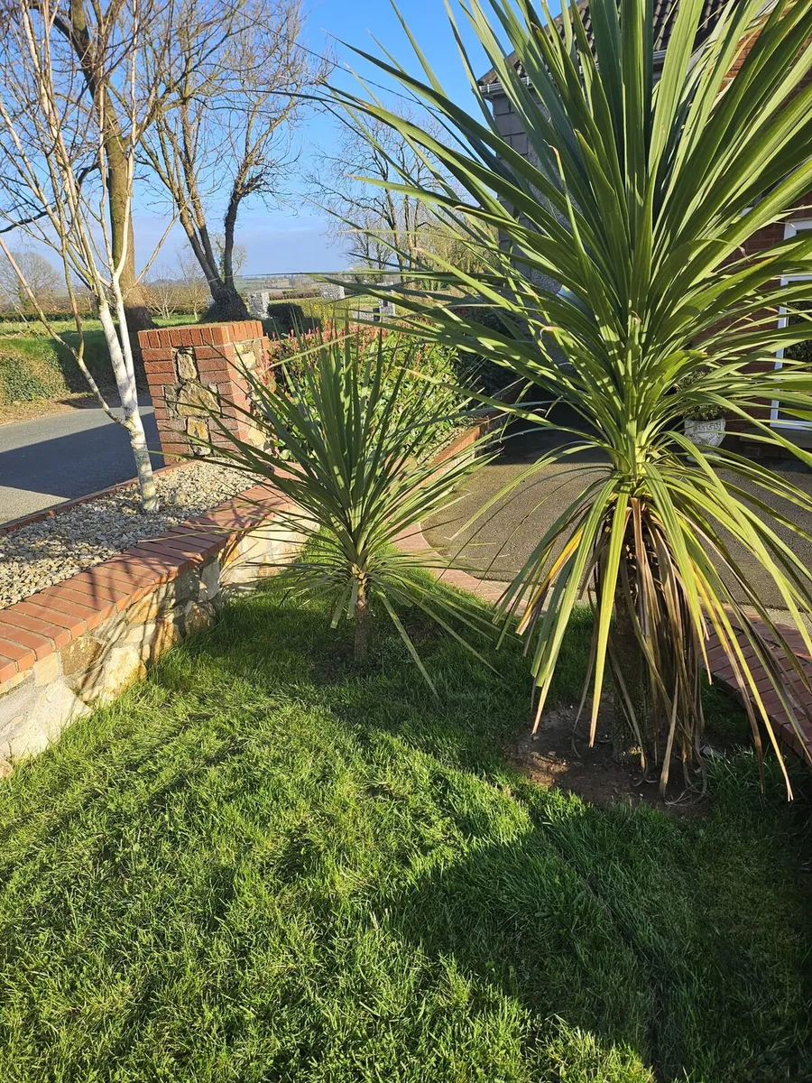 Palm trees - Image 1