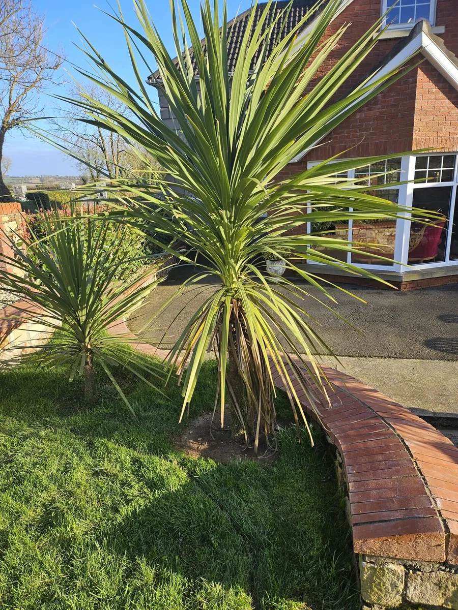 Palm trees - Image 2