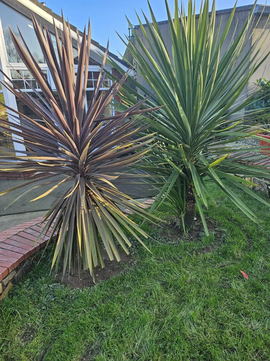 Palm trees - Image 3