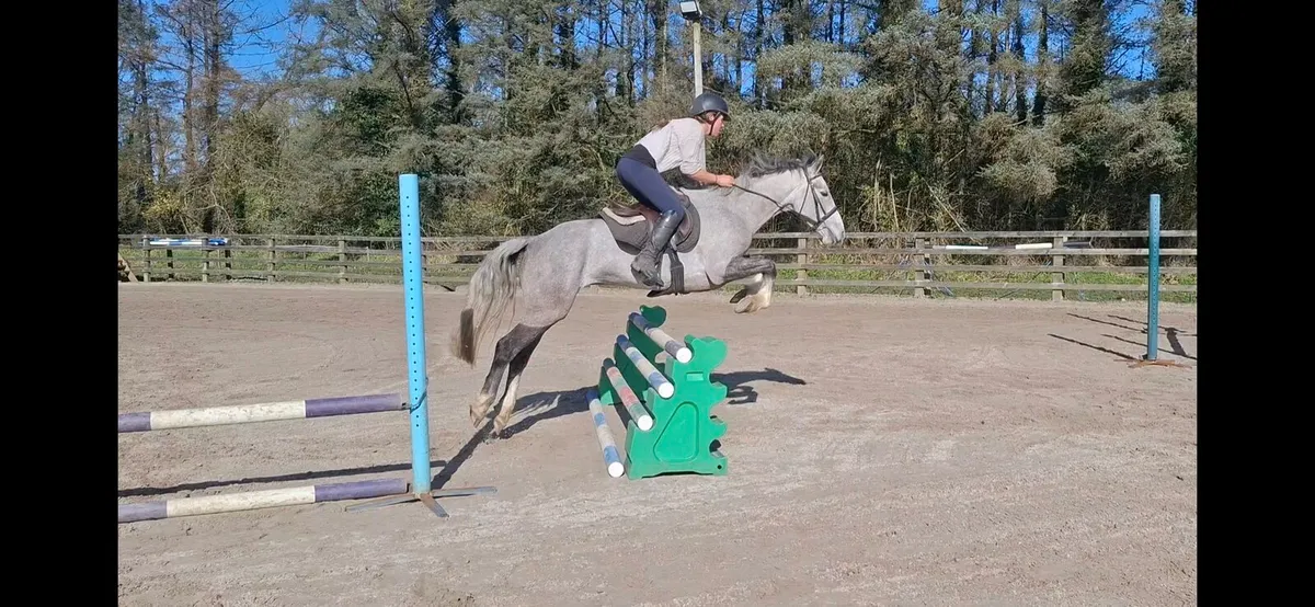 Connemara pony - Image 1