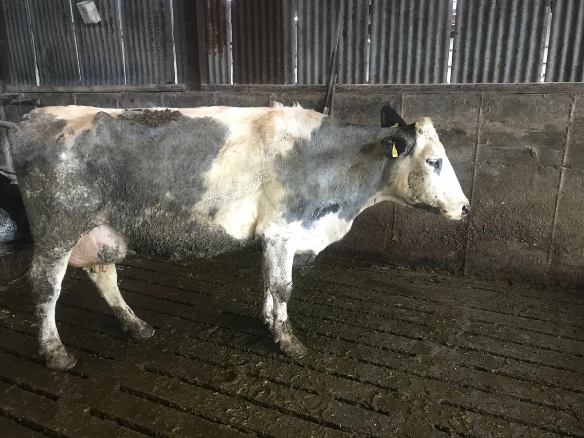 Suckler cow - Image 1