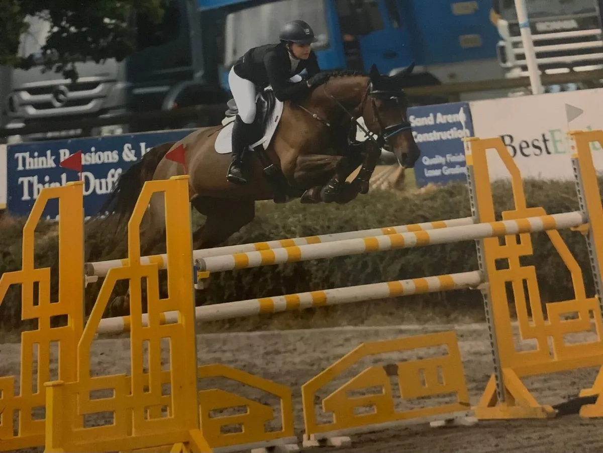 165cm mare - Image 1