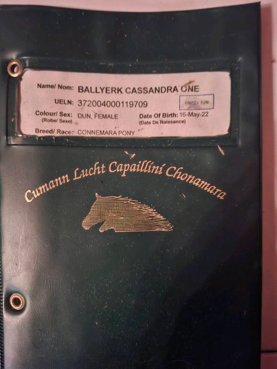 Connemara pony - Image 4