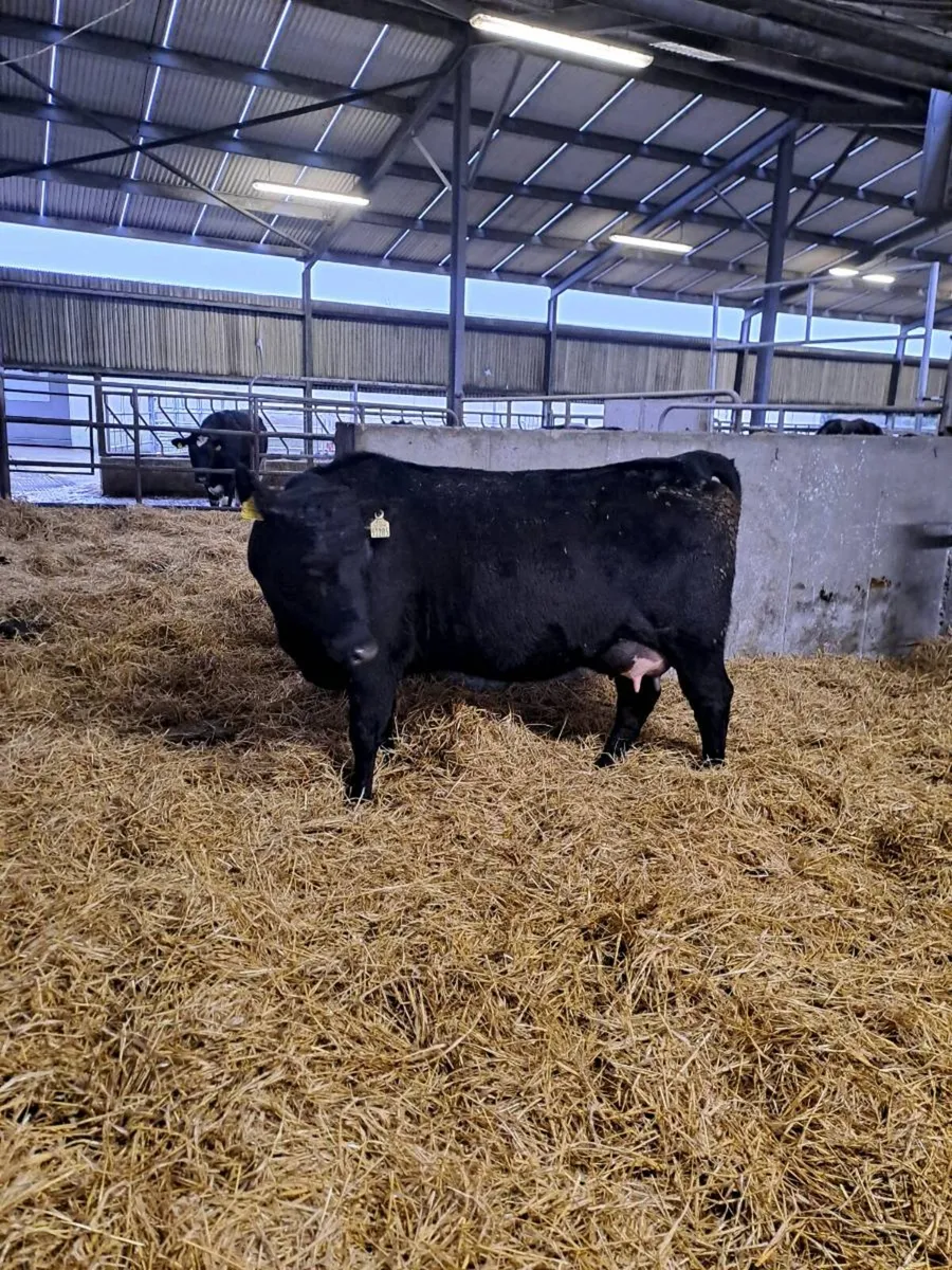 Angus heifer with calf at foot - Image 3
