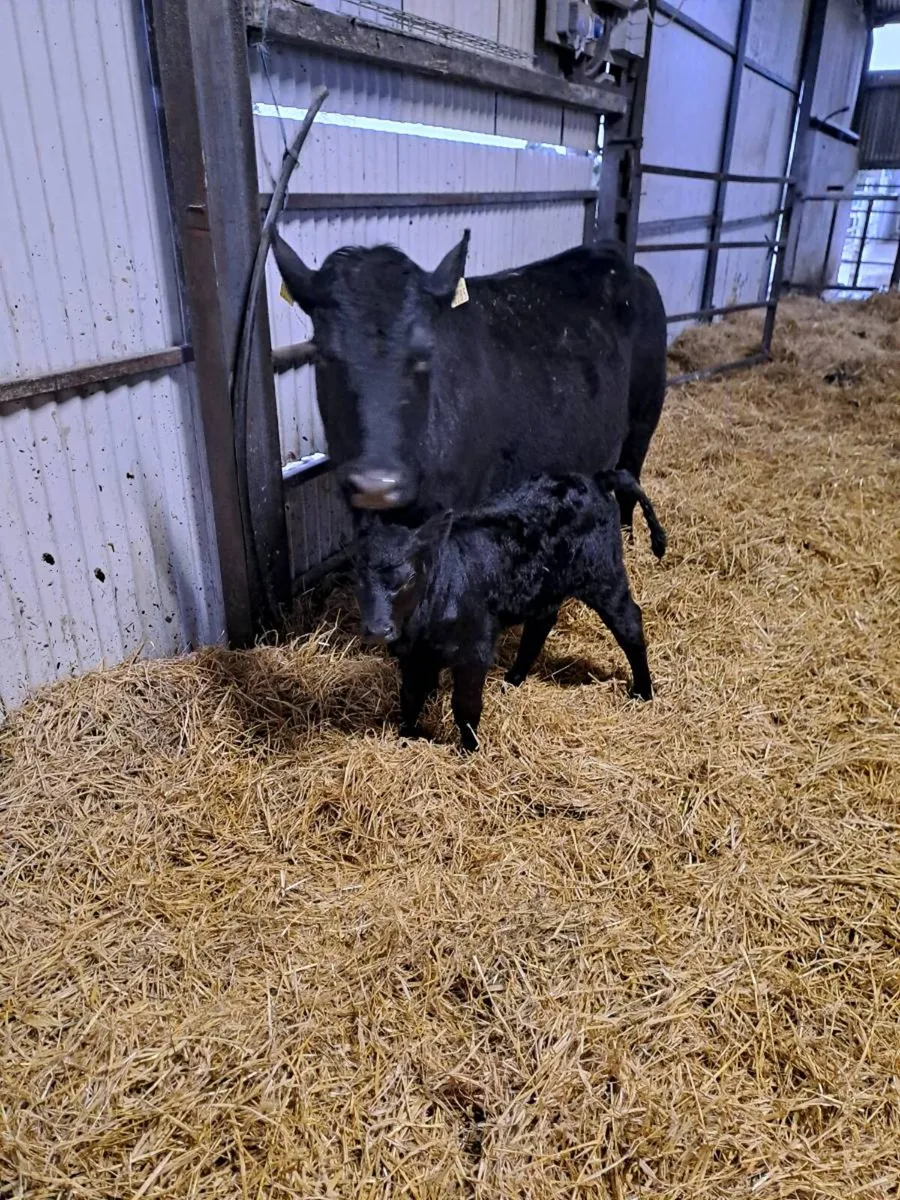 Angus heifer with calf at foot - Image 2