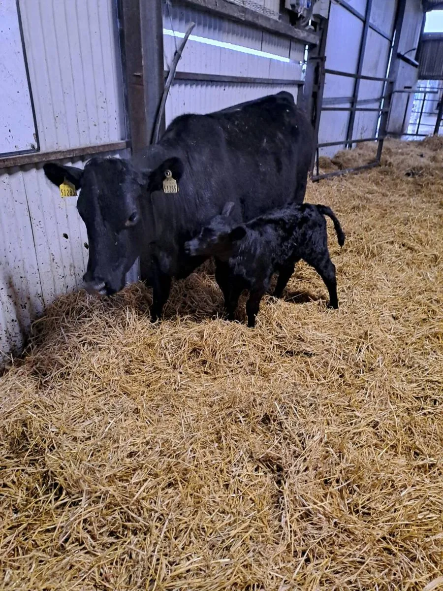 Angus heifer with calf at foot - Image 1