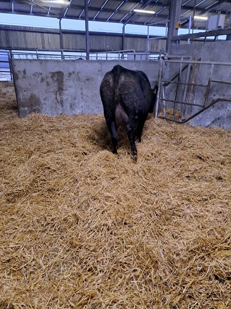 Angus heifer with calf at foot - Image 4