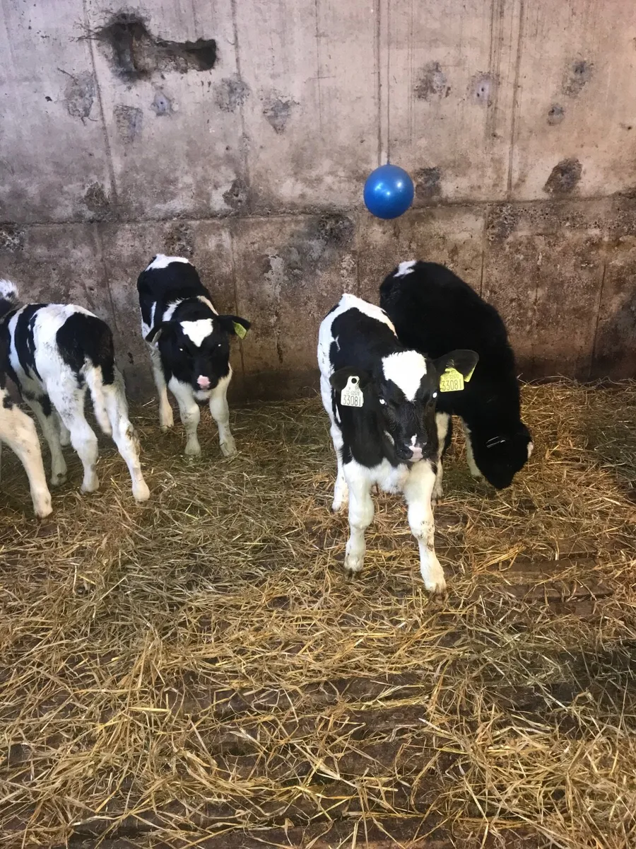 Suckler cow - Image 3