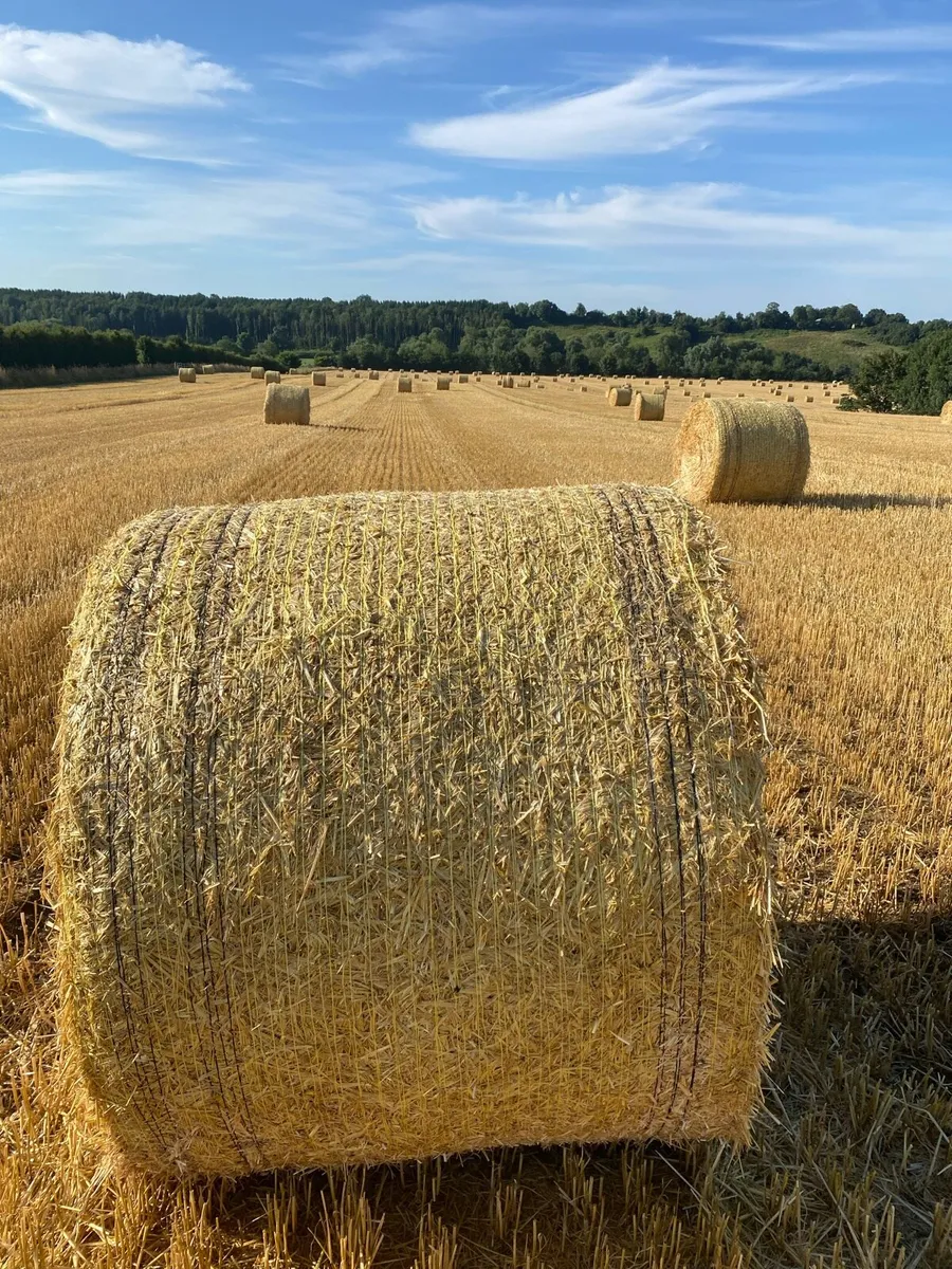 Chopped barley Straw