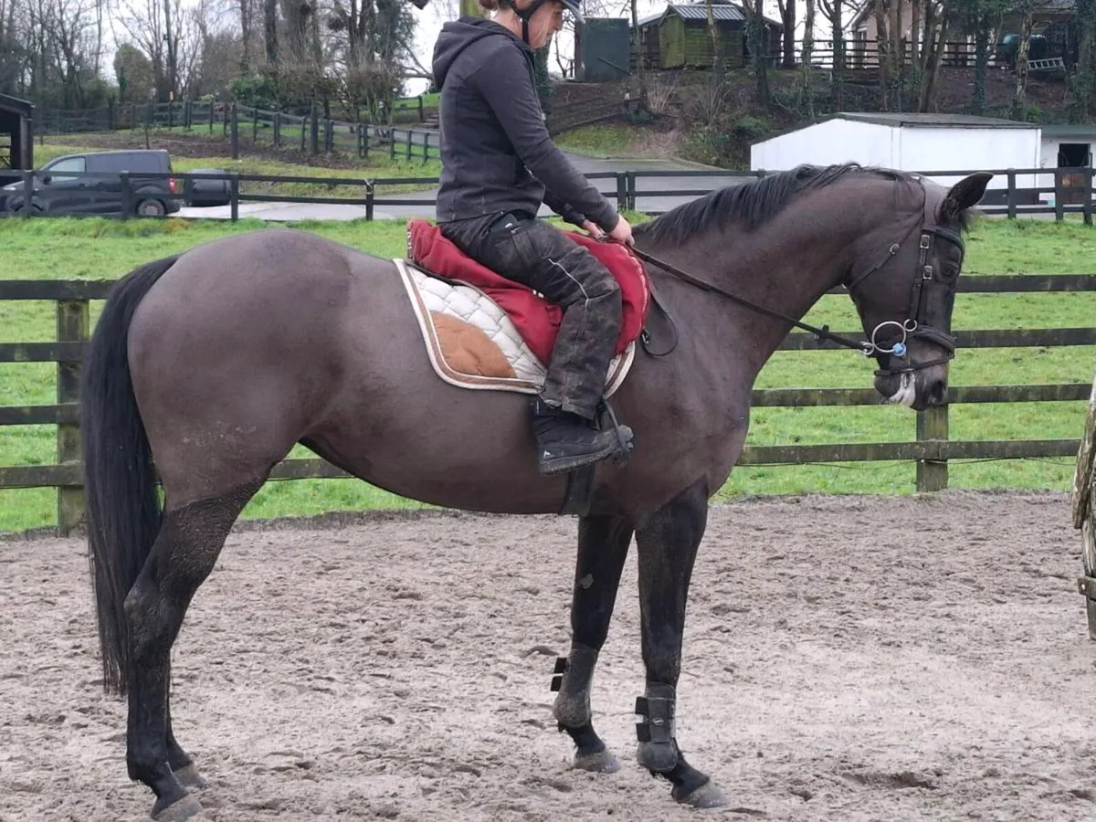 Amazing mare - Image 1