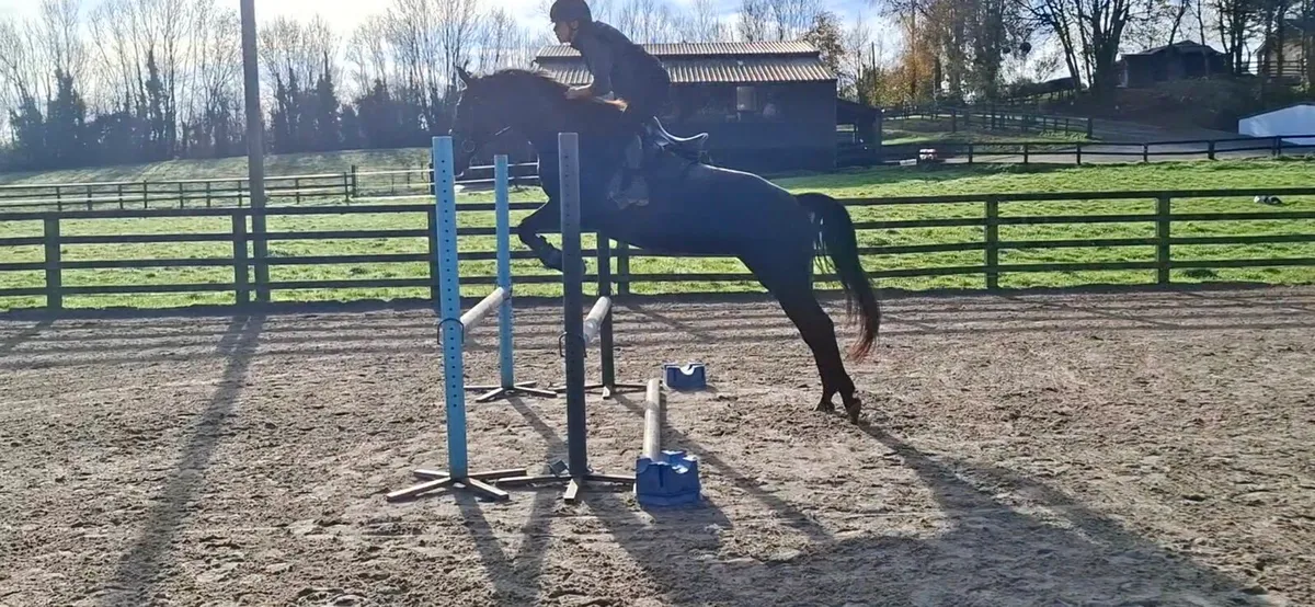 Amazing mare - Image 2