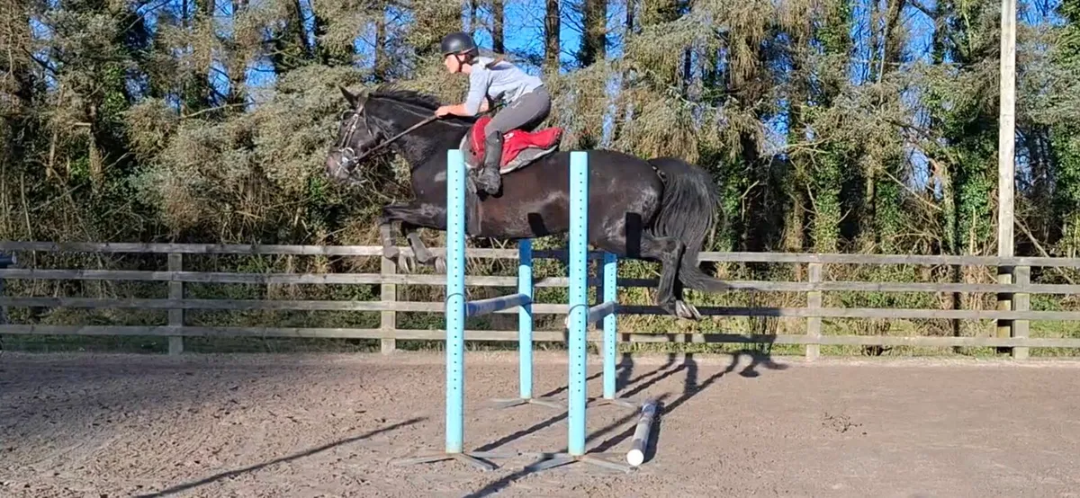 Amazing mare - Image 3