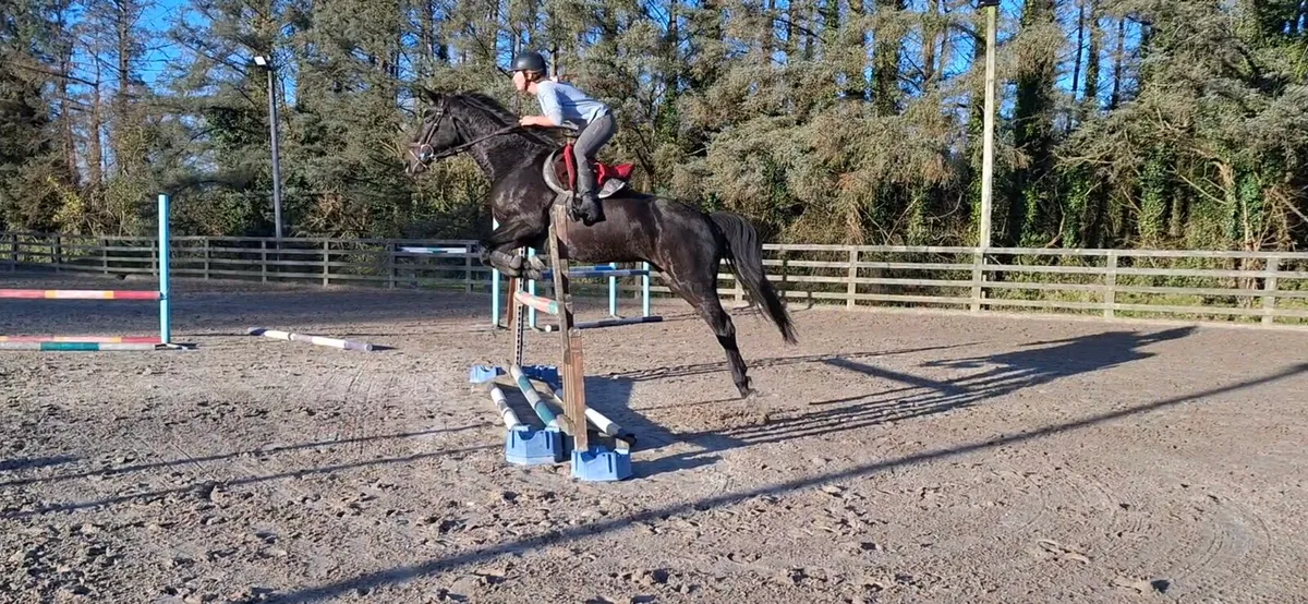 Amazing mare - Image 4