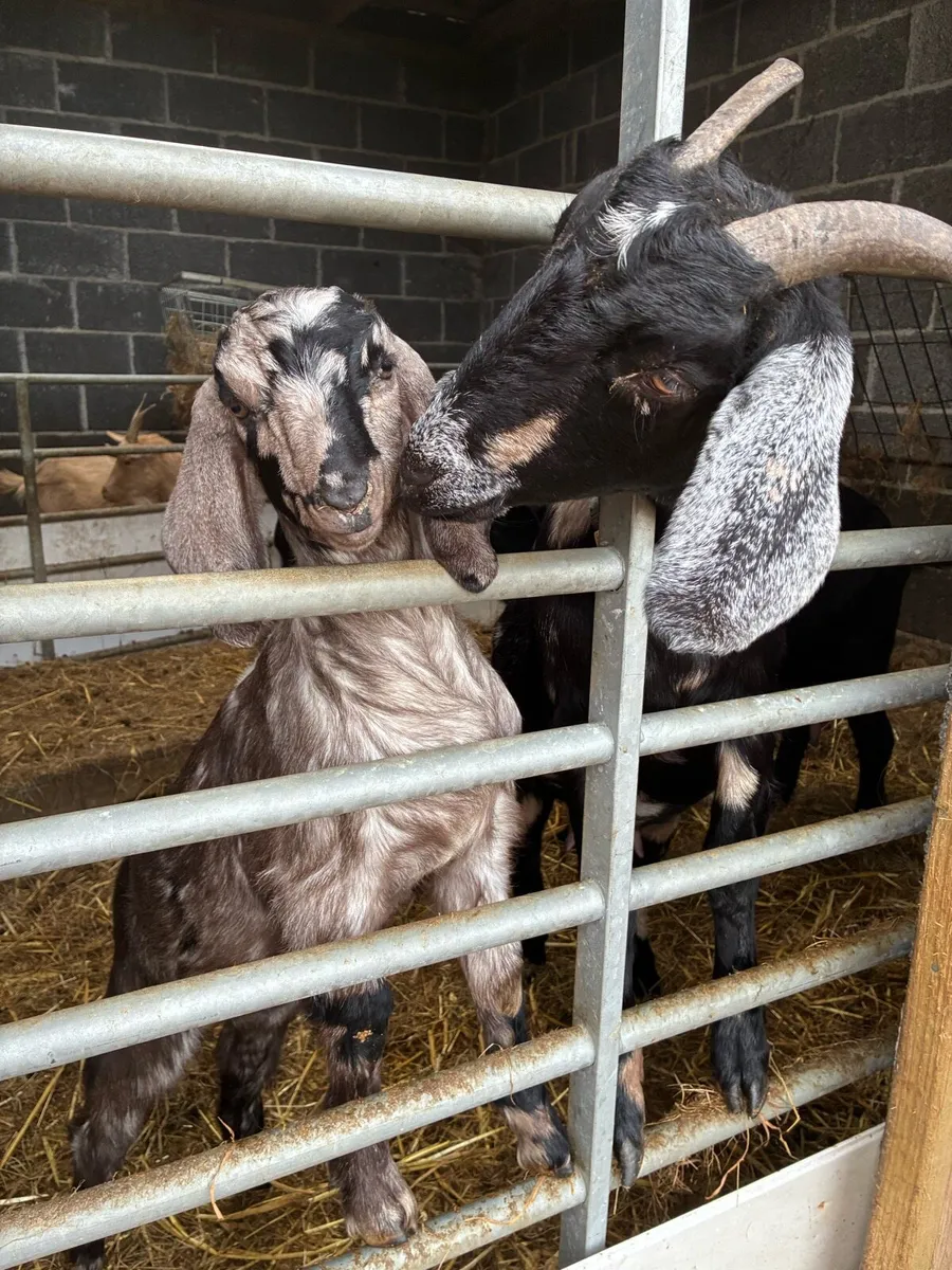 Nubian (3/4) x Boer (1/4) Female kids - Image 1