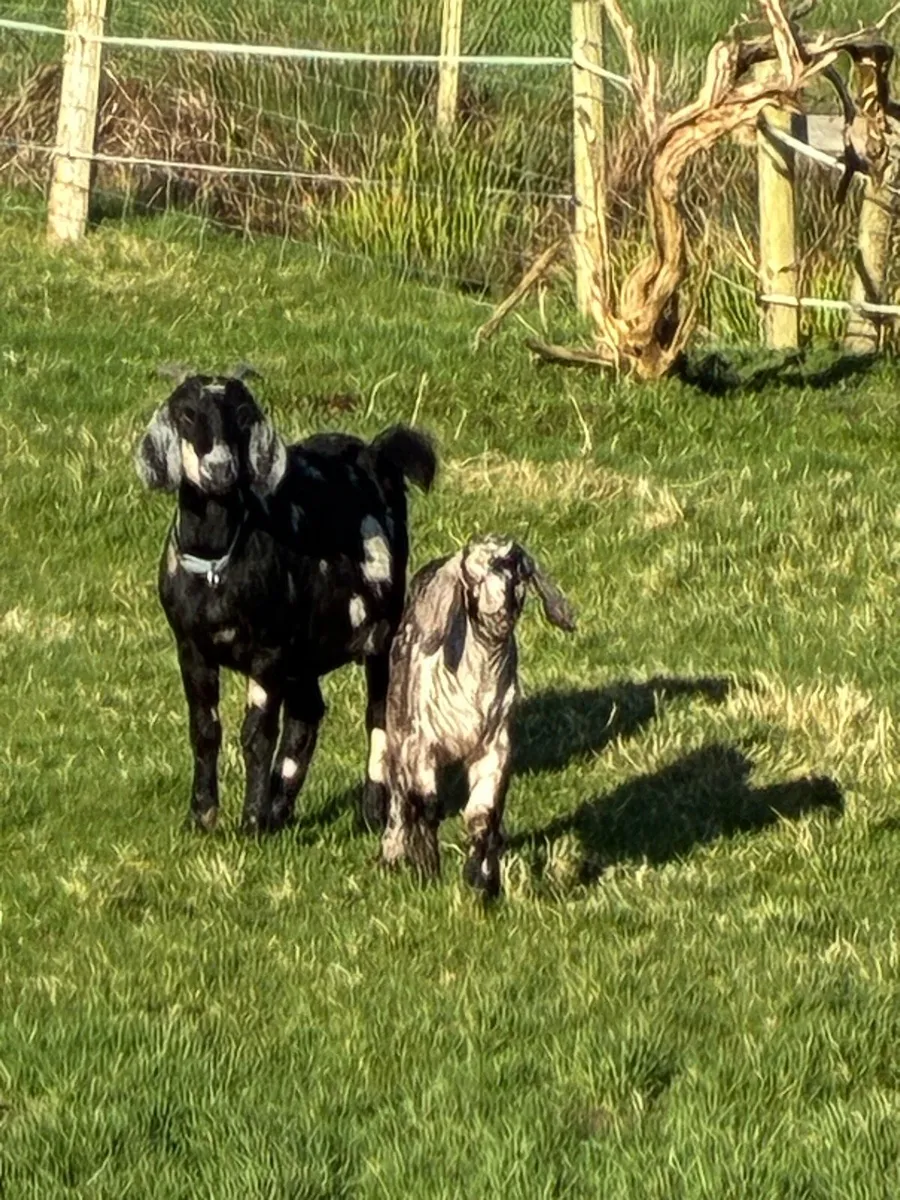 Nubian (3/4) x Boer (1/4) Female kids - Image 2
