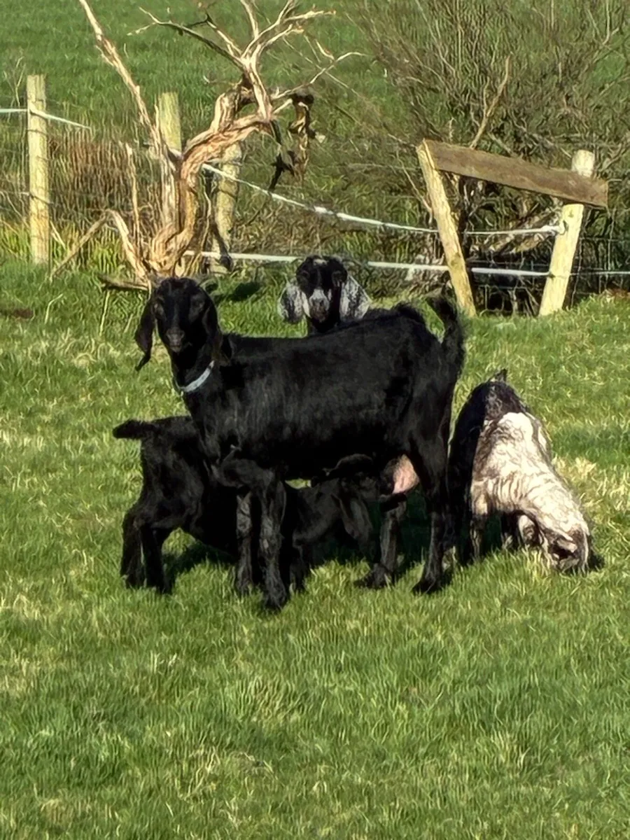 Nubian (3/4) x Boer (1/4) Female kids - Image 3