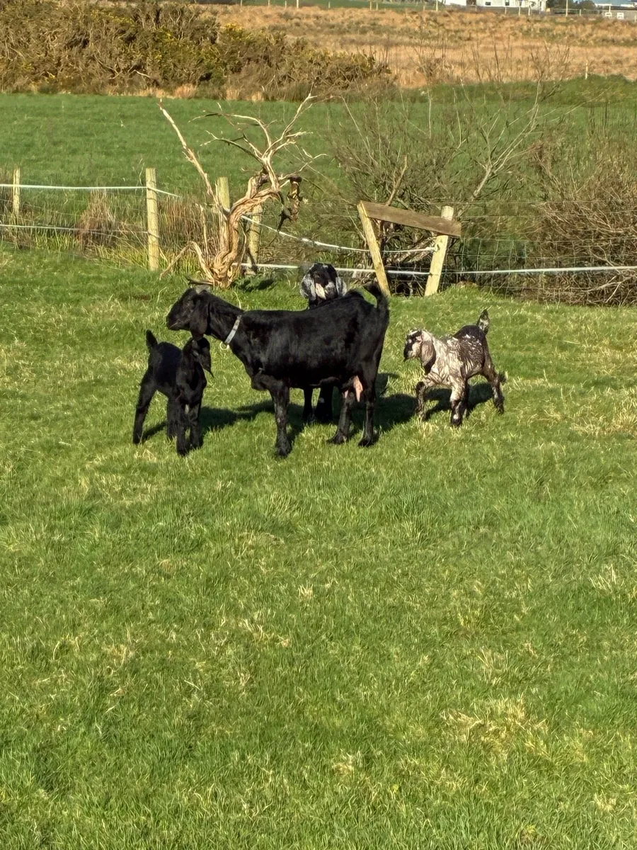 Nubian (3/4) x Boer (1/4) Female kids - Image 4