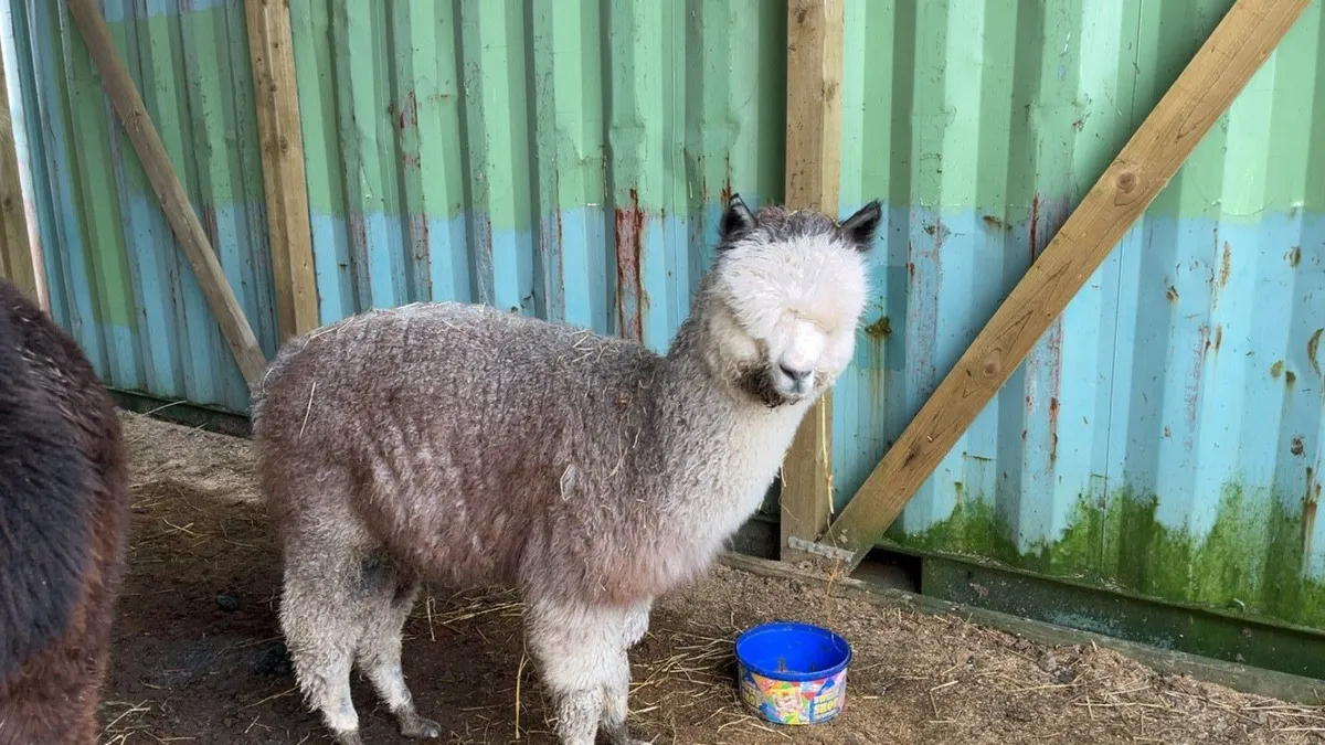 Male Alpaca - Image 2