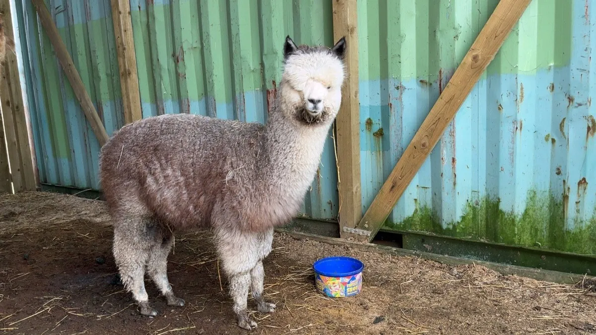 Male Alpaca - Image 1